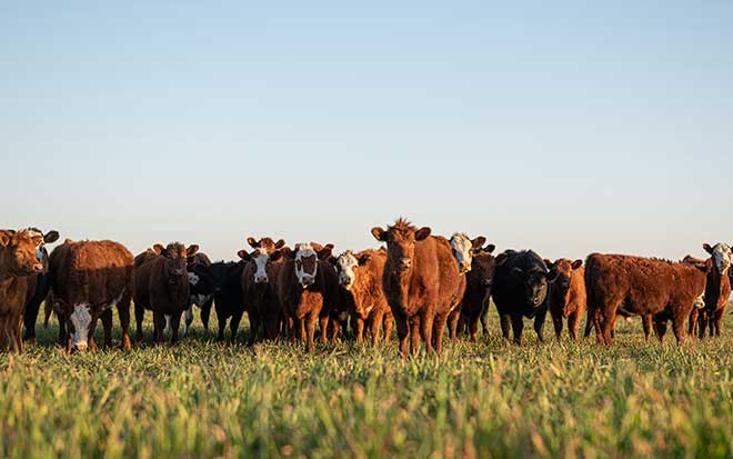 Livestock Securities Case Proves Agribusiness Isn’t Forgotten