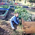 Nelson Mullins employee gardening