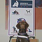 Chocolate Lab in front of a poster of Association of Service dog providers for Military vets