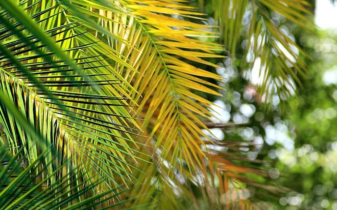 Palm tree leaves with green and yellow hues