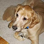 Golden retriever